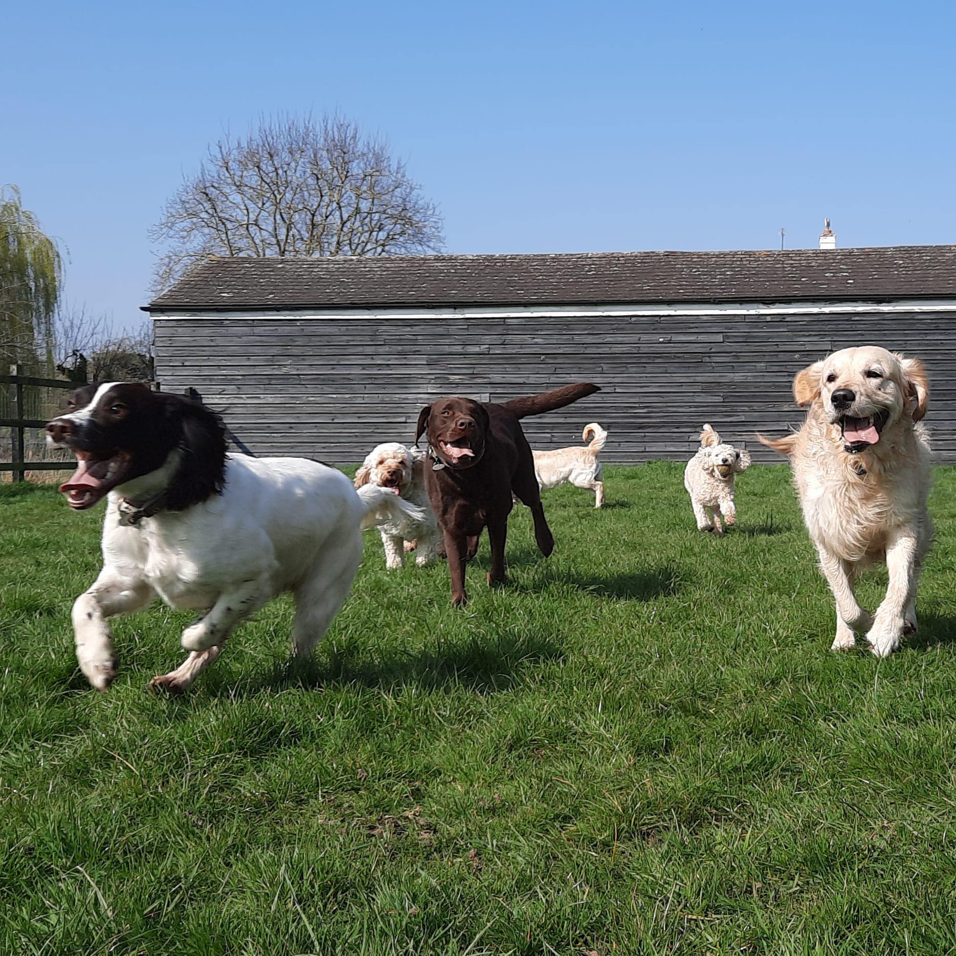 A Day in the Life at Paws 4 Thought Dogs: Your Go-To Dog Daycare in Buckinghamshire and Berkshire