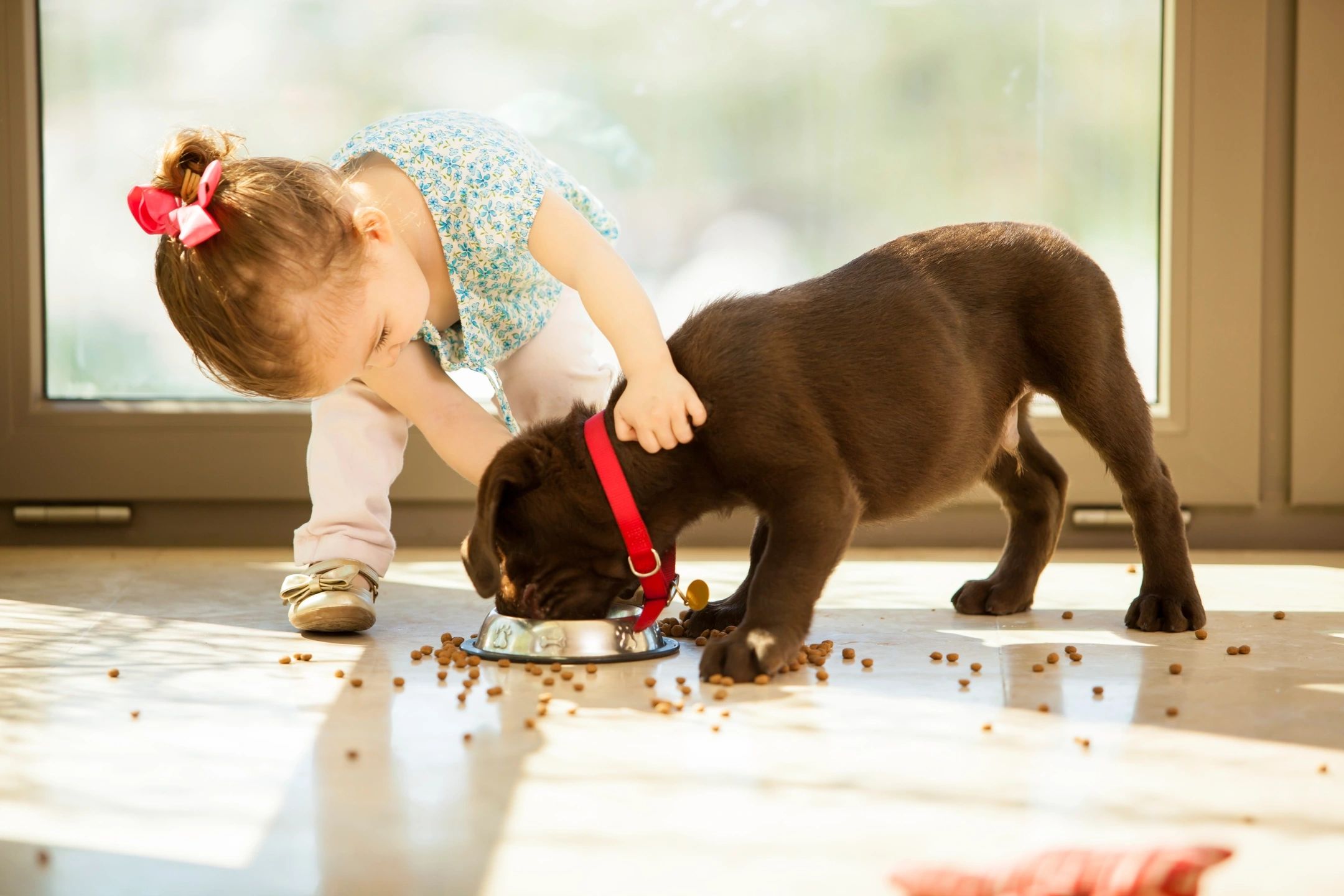 The Importance of Health, Nutrition, and Day Care for Your Dog’s Well-being