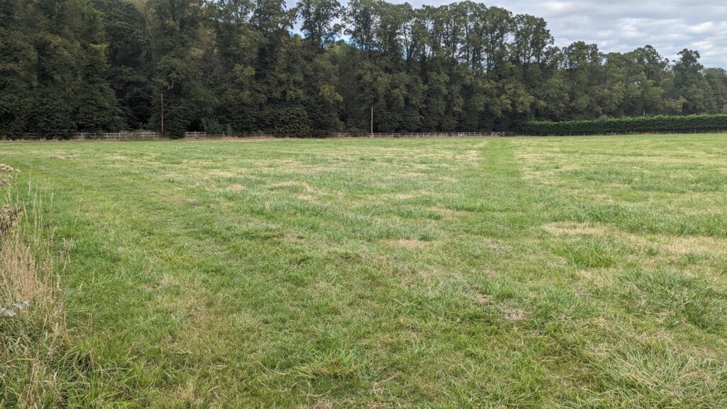 Wide open space for dogs to run and play