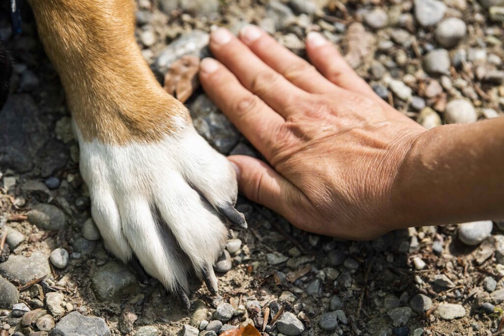 Puppy training class with positive reinforcement techniques