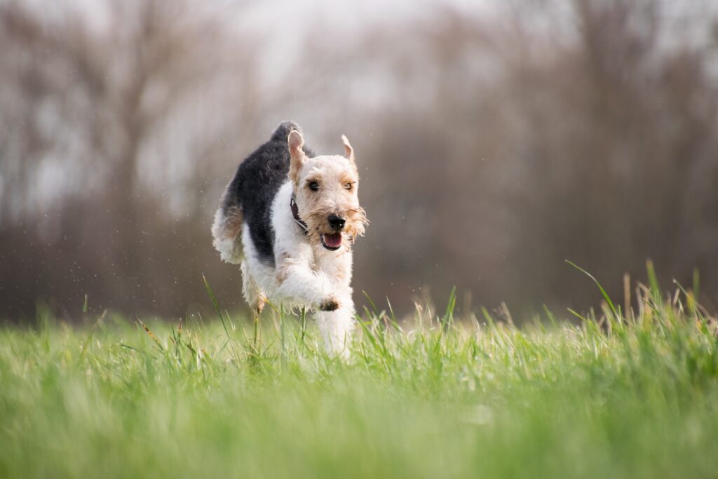 Happy dog running through a green field